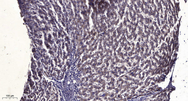 Anti-TMSB15B antibody (1-24 aa) (STJ196586) – Figure 1 of 1