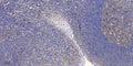 Anti-LINC02877 antibody (5-55 aa) (STJ196592) – Figure 1 of 1