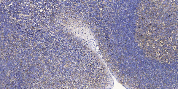 Anti-LINC02877 antibody (5-55 aa) (STJ196592) – Figure 1 of 1