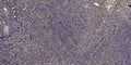 Anti-MTRNR2L2 antibody (1-24 aa) (STJ196607) – Figure 1 of 1