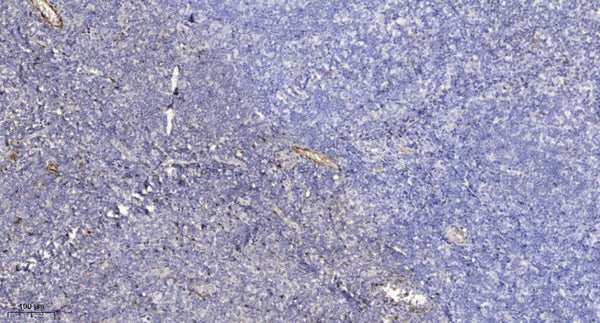 Anti-ENHO antibody (15-65 aa) (STJ196614) – Figure 1 of 1