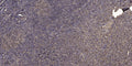 Anti-DEFB106A/DEFB106B antibody (1-51 aa) (STJ196616) – Figure 1 of 1