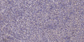 Anti-COX7A1 antibody (1-50 aa) (STJ196623) – Figure 1 of 1