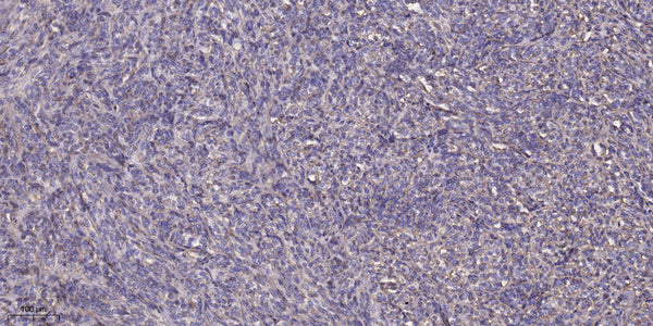 Anti-COX7A1 antibody (1-50 aa) (STJ196623) – Figure 1 of 1