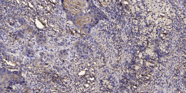 Anti-KRTAP6-3 antibody (48-98 aa) (STJ196627) – Figure 1 of 1