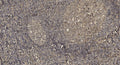 Anti-LRRC37A5P antibody (8-58 aa) (STJ196632) – Figure 1 of 1