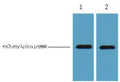 Anti-mCherry-Tag antibody [6B3] (STJ196637) – Figure 1 of 1