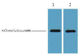 Anti-mCherry-Tag antibody [6B3] (STJ196637) – Figure 1 of 1