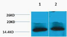 Anti-Tri-Methyl-Histone H4-Lys79 antibody (STJ197279) – Figure 1 of 1