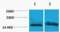 Anti-Tri-Methyl-Histone H4-Lys59 antibody (STJ197280) – Figure 1 of 1