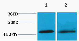 Anti-Tri-Methyl-Histone H4-Lys20 antibody (STJ197281) – Figure 1 of 1