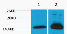 Anti-Di-Methyl-Histone H4-Lys79 antibody (STJ197282) – Figure 1 of 1