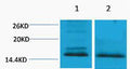 Anti-Di-Methyl-Histone H4-Lys59 antibody (STJ197283) – Figure 1 of 1