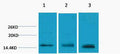 Anti-Tri-Methyl-Histone H3-Lys79 antibody (STJ197285) – Figure 1 of 1