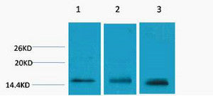 Anti-Tri-Methyl-Histone H3-Lys79 antibody (STJ197285) – Figure 1 of 1