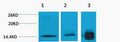Anti-Tri-Methyl-Histone H3-Lys4 antibody (STJ197286) – Figure 1 of 1