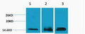 Anti-Tri-Methyl-Histone H3-Lys36 antibody (STJ197287) – Figure 1 of 1