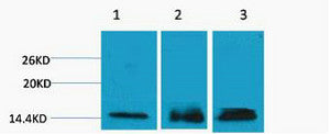 Anti-Tri-Methyl-Histone H3-Lys36 antibody (STJ197287) – Figure 1 of 1