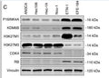 Anti-Tri-Methyl-Histone H3-Lys27 antibody (STJ197288) – Figure 1 of 1