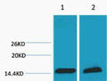 Anti-Tri-Methyl-Histone H3-Lys18 antibody (STJ197289) – Figure 1 of 1