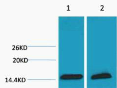 Anti-Tri-Methyl-Histone H3-Lys18 antibody (STJ197289) – Figure 1 of 1