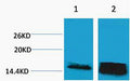 Anti-Tri-Methyl-Histone H3-Lys14 antibody (STJ197290) – Figure 1 of 1