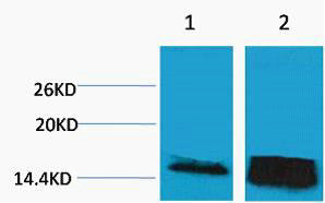 Anti-Tri-Methyl-Histone H3-Lys14 antibody (STJ197290) – Figure 1 of 1