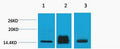 Anti-Di-Methyl-Histone H3-Lys9 antibody (STJ197291) – Figure 1 of 1