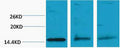 Anti-Di-Methyl-Histone H3-Lys79 antibody (STJ197292) – Figure 1 of 1