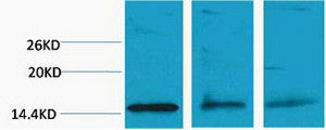 Anti-Di-Methyl-Histone H3-Lys79 antibody (STJ197292) – Figure 1 of 1