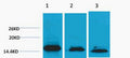 Anti-Di-Methyl-Histone H3-Lys36 antibody (STJ197294) – Figure 1 of 1