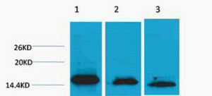 Anti-Di-Methyl-Histone H3-Lys36 antibody (STJ197294) – Figure 1 of 1