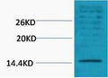 Anti-Di-Methyl-Histone H3-Lys18 antibody (STJ197295) – Figure 1 of 1