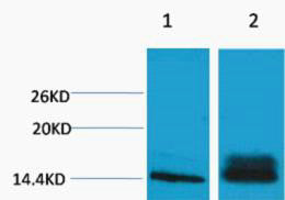 Anti-Di-Methyl-Histone H3-Lys14 antibody (STJ197296) – Figure 1 of 1