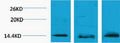 Anti-Tri-Methyl-Histone H2B-Lys5 antibody (STJ197297) – Figure 1 of 1