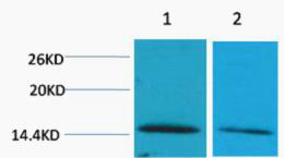 Anti-Di-Methyl-Histone H2B-Lys43 antibody (STJ197300) – Figure 1 of 1