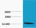 Anti-Tri-Methyl-Histone H1-Lys25 antibody (STJ197301) – Figure 1 of 1
