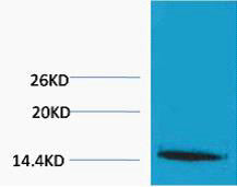 Anti-Tri-Methyl-Histone H1-Lys25 antibody (STJ197301) – Figure 1 of 1