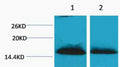 Anti-Di-Methyl-Histone H1-Lys25 antibody (STJ197302) – Figure 1 of 1