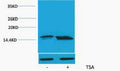 Anti-Acetyl-Histone H3-Lys56 antibody (STJ197305) – Figure 1 of 1