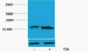 Anti-Acetyl-Histone H3-Lys56 antibody (STJ197305) – Figure 1 of 1