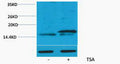 Anti-Acetyl-Histone H3-Lys36 antibody (STJ197307) – Figure 1 of 1