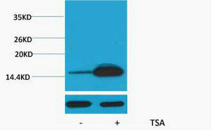 Anti-Acetyl-Histone H2B-Lys12 antibody (STJ197310) – Figure 1 of 1