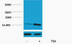 Anti-Acetyl-Histone H2A-Lys9 antibody (STJ197314) – Figure 1 of 1