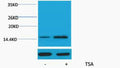 Anti-Acetyl-Histone H2A-Lys15 antibody (STJ197316) – Figure 1 of 1