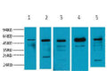 Anti-Alpha Tubulin antibody (STJ197321) – Figure 1 of 1