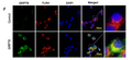 Anti-TLR4 antibody (STJ197328) – Figure 1 of 1