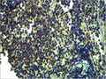 Anti-TLR13 antibody (STJ197330) – Figure 1 of 1
