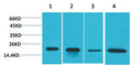 Anti-SOD1 antibody (STJ197333) – Figure 1 of 1