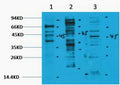 Anti-Pan-Methyl-Lysine antibody (STJ197343) – Figure 1 of 1